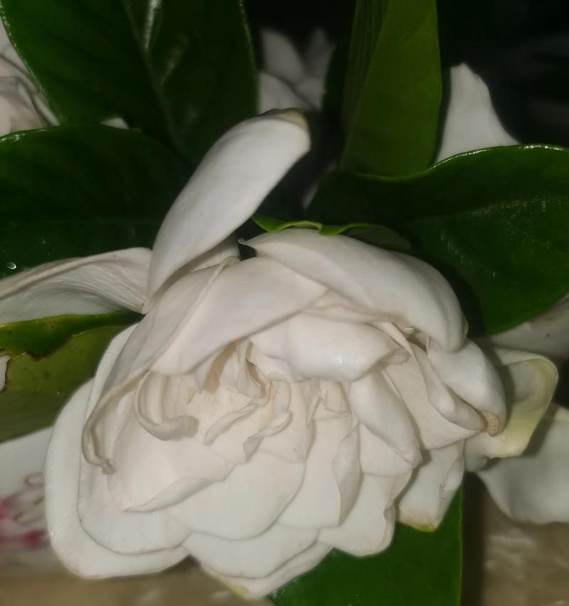 母亲节送栀子花有何深意？栀子花的寓意是什么？