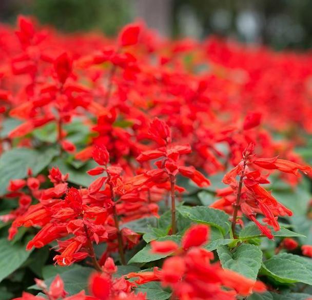 红色腊花的花语是什么？它在传统中代表什么？
