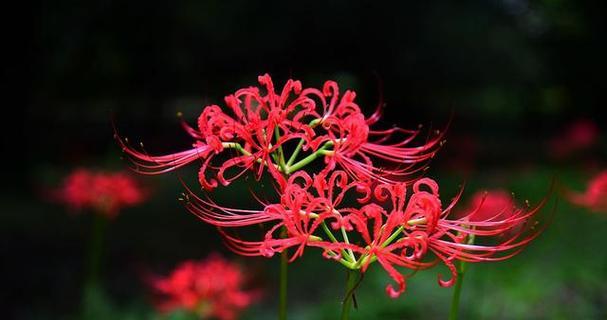 红色腊花的花语是什么？它在传统中代表什么？