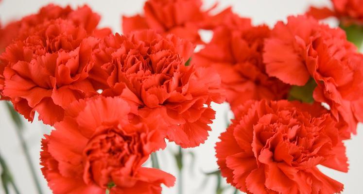 红色腊花的花语是什么？它在传统中代表什么？
