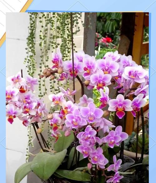 春节期间送什么花寓意好？春节花卉选择指南是什么？