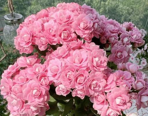 长寿花有什么特征？长寿花的寓意是什么？