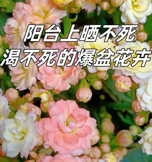 长寿花有什么特征？长寿花的寓意是什么？
