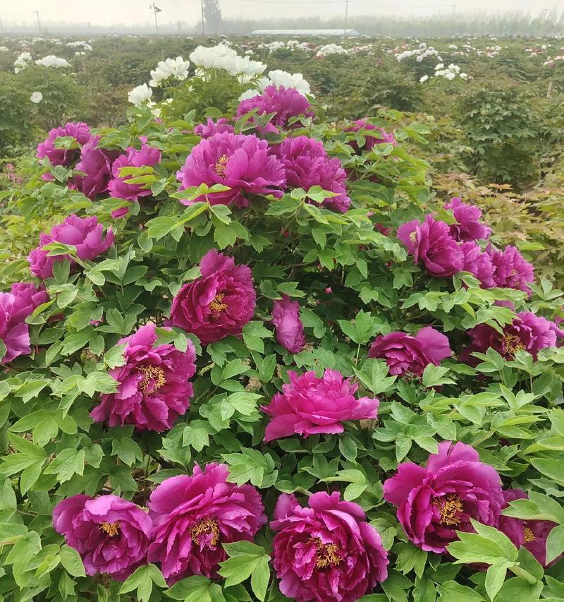 什么花开了寓意好运的花？