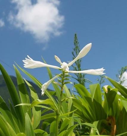 蓝色紫玲花的寓意是什么？花色对花语有何影响？