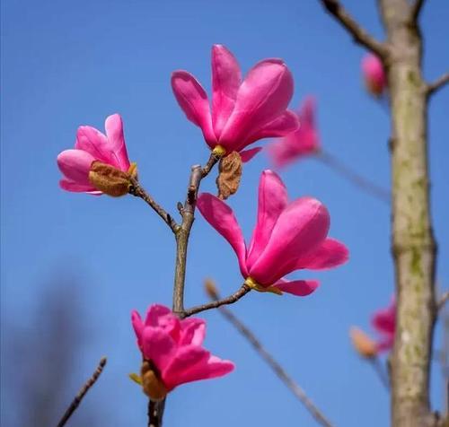 哪种花或树象征富贵？富贵花有哪些特点？