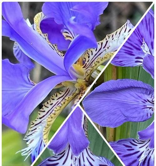 蝴蝶花象征着什么爱情？蝴蝶花的爱情寓意有哪些？