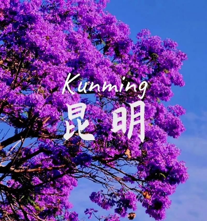 紫色花的寓意和象征是什么？如何用紫色花表达浪漫？