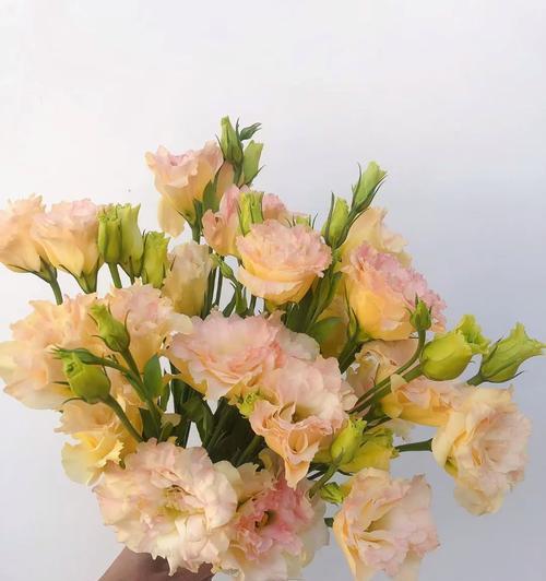 春节送香槟花有什么特别的寓意？