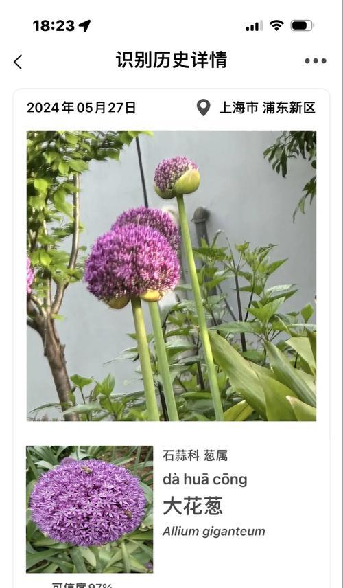白色大花葱的寓意是什么？它象征着什么？