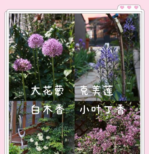 白色大花葱的寓意是什么？它象征着什么？