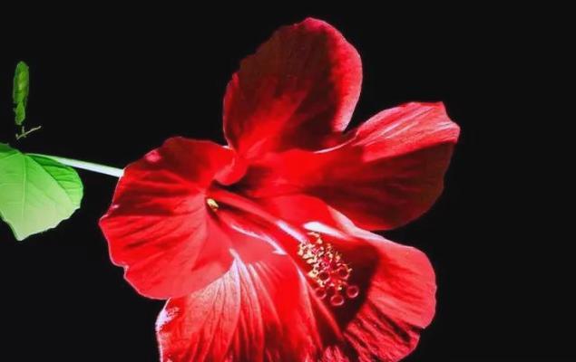 红色花的雅称是什么？红色花有哪些寓意？