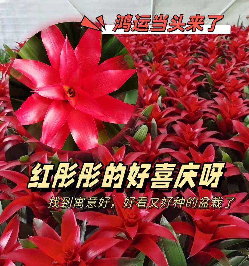 哪种花寓意鸿运当头？鸿运当头的花语是什么？