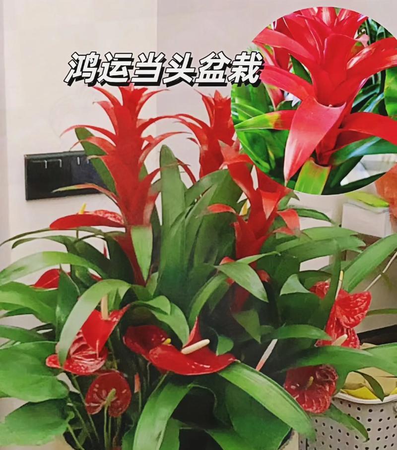 哪种花寓意鸿运当头？鸿运当头的花语是什么？