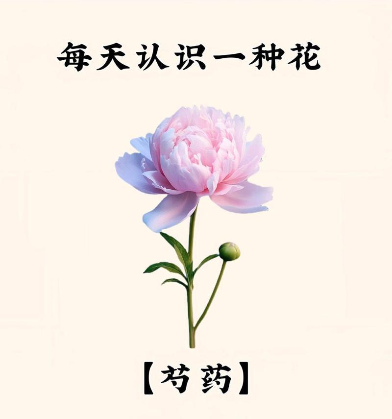 哪些花寓意身体健康？它们的花语有何特别之处？