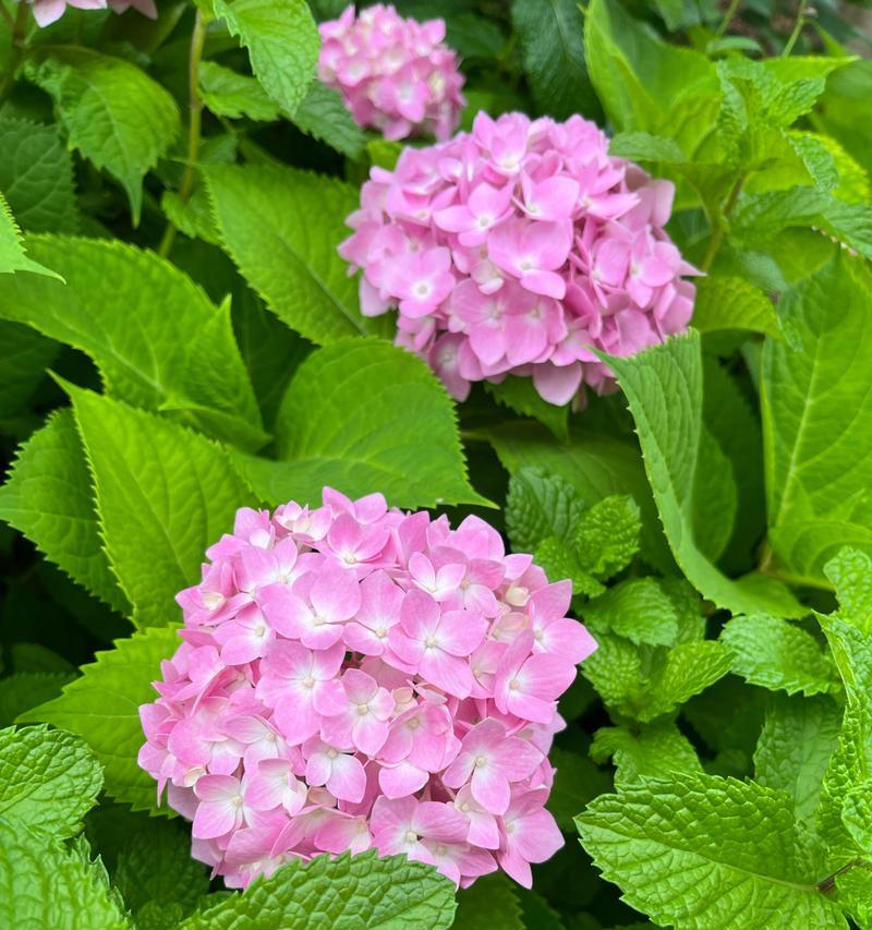 彩色绣球花的花语是什么？不同颜色代表什么？