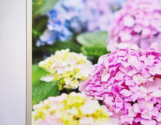 彩色绣球花的花语是什么？不同颜色代表什么？