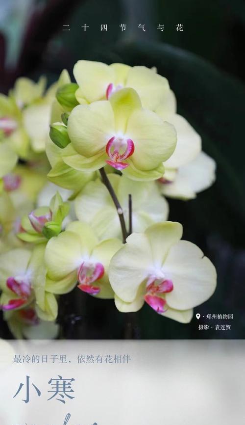 二十四节气各自象征什么花？节气花的寓意是什么？