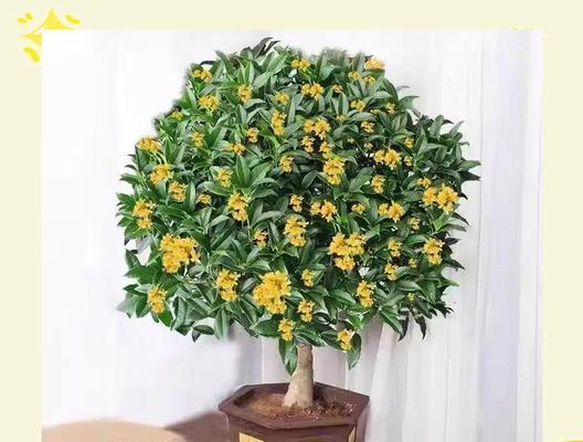 寓意财富繁荣的花是什么？