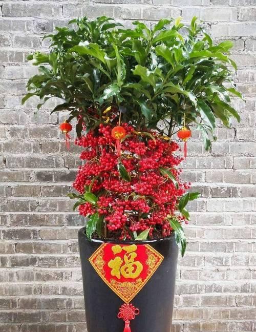 春节象征的花朵有哪些？春节用花的寓意是什么？