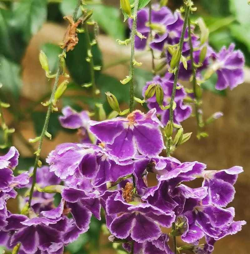朋友送紫色的花代表了什么？
