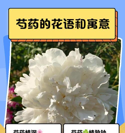旌节花象征着什么？它的花语有哪些特别之处？