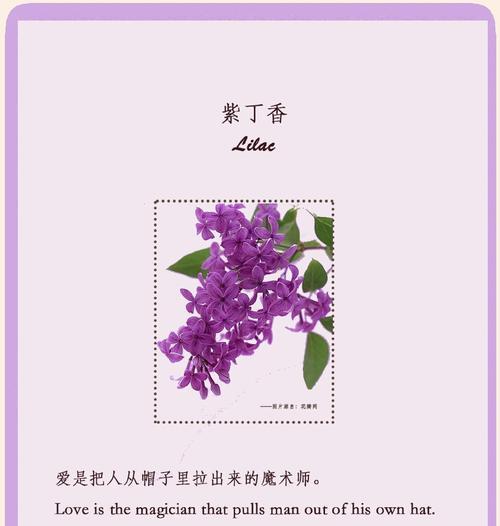 旌节花象征着什么？它的花语有哪些特别之处？