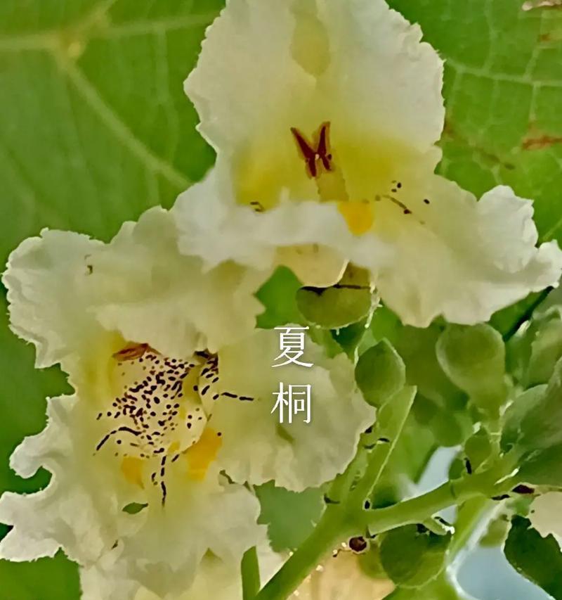 黄色花象征着什么意义？黄颜色花的寓意是什么？