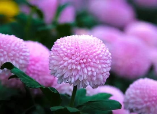 紫色嗽八花象征什么？紫色花卉的寓意有哪些？