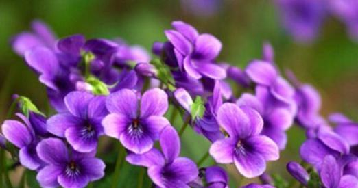 紫色嗽八花象征什么？紫色花卉的寓意有哪些？