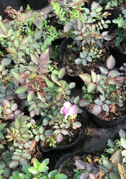 蓝色风暴花代表什么？花语中隐藏的深意是什么？