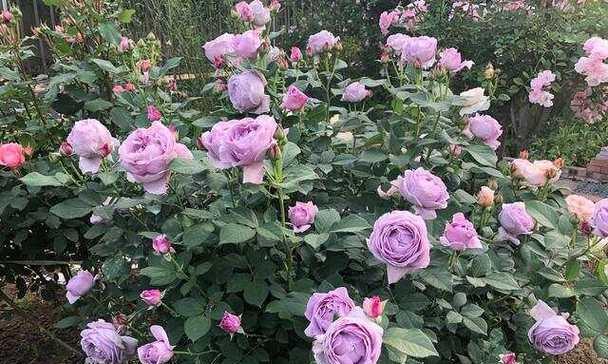 蓝色风暴花代表什么？花语中隐藏的深意是什么？
