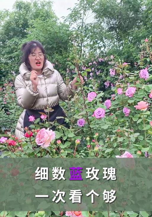 蓝色风暴花代表什么？花语中隐藏的深意是什么？