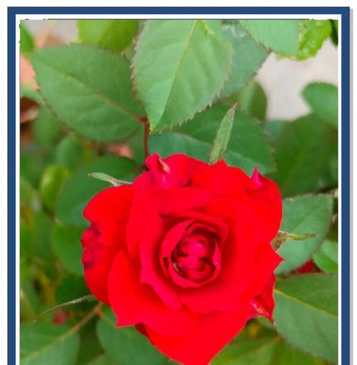 月季花颜色变化代表了什么？