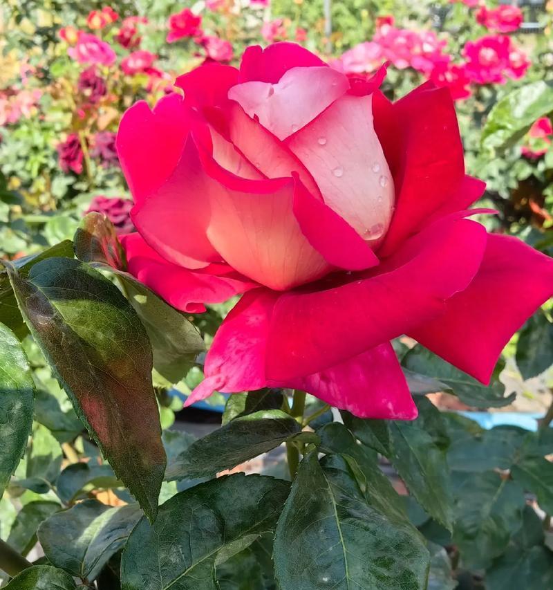 月季花颜色变化代表了什么？