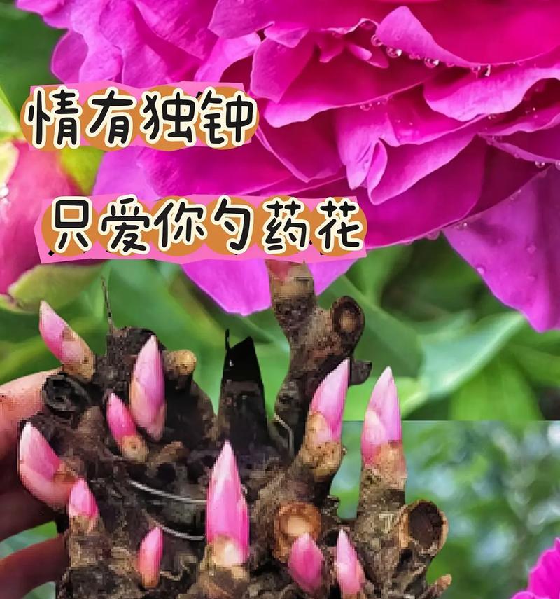 富贵花象征什么？人间富贵花的寓意是什么？