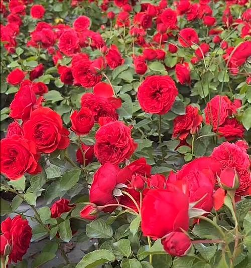 老公送红色玫瑰花代表什么？红色玫瑰花的寓意是什么？