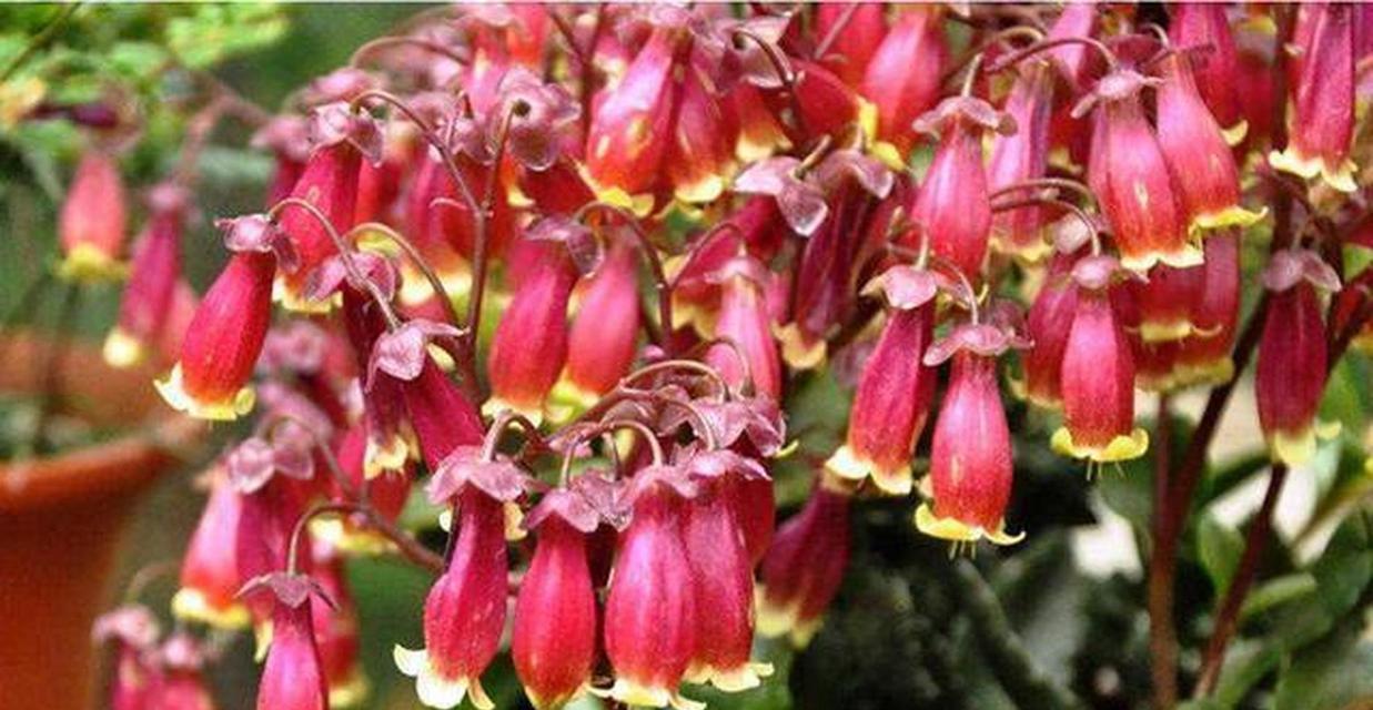 宫灯长寿花的含义是什么？宫灯长寿花的花语有哪些？