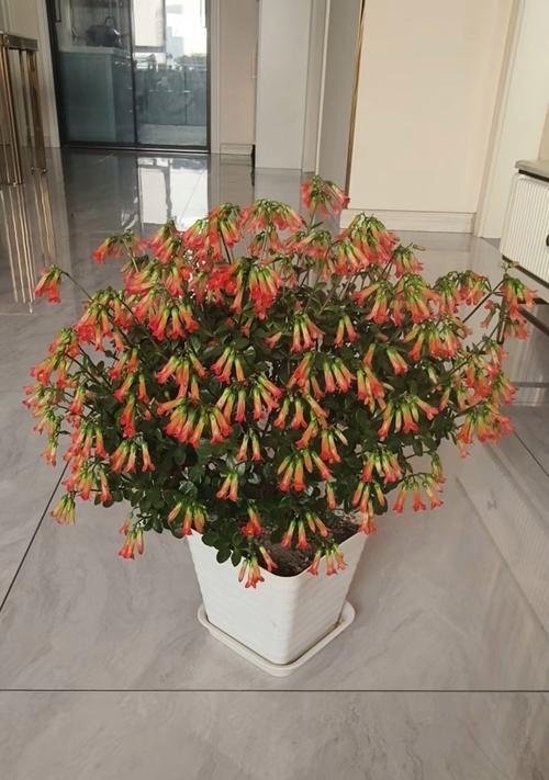 宫灯长寿花的含义是什么？宫灯长寿花的花语有哪些？