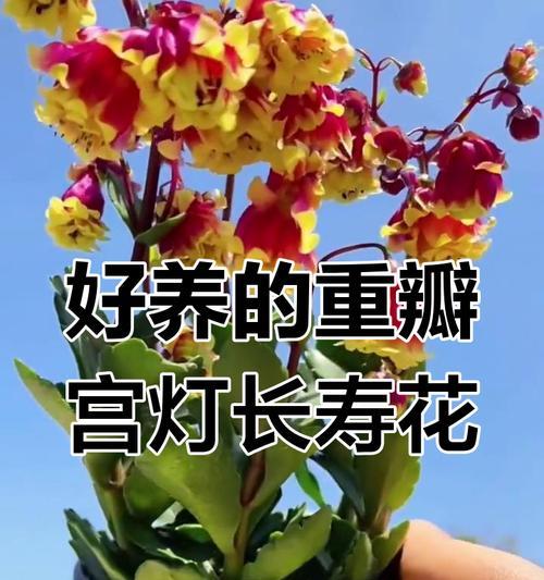 宫灯长寿花的含义是什么？宫灯长寿花的花语有哪些？