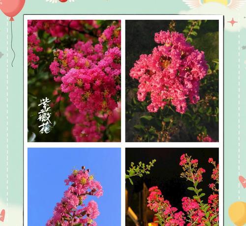 哪种花寓意好运和幸福？它们的花语是什么？