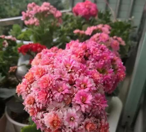 哪些花象征心理健康？它们的寓意是什么？