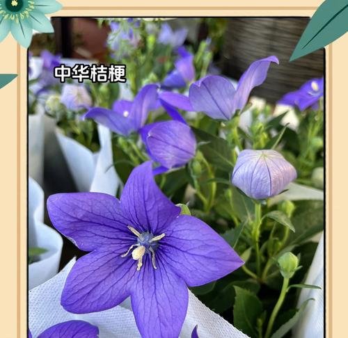 蓝色洋桔梗花语是什么？它寓意着什么？