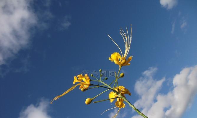 黄色流沙象征哪种花？黄色花卉的寓意有哪些？