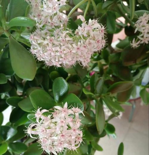 玉树不同颜色花的含义是什么？