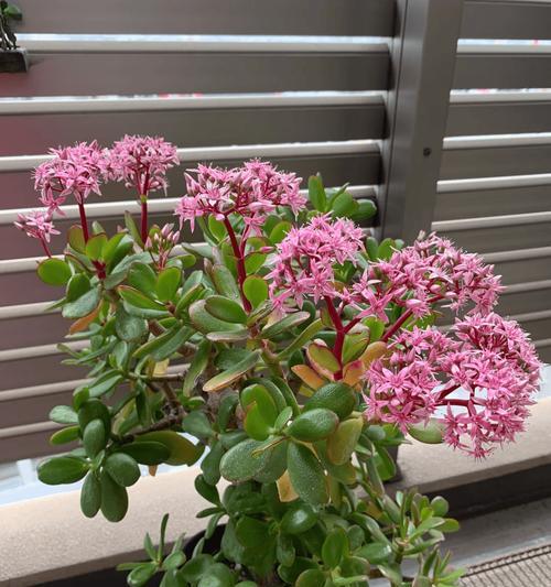 玉树不同颜色花的含义是什么？
