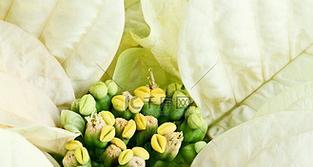 灰白色花的含义是什么？灰白色花象征着什么？