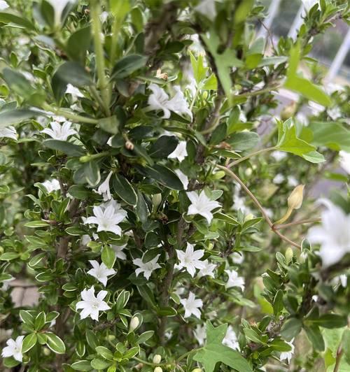 灰白色花的含义是什么？灰白色花象征着什么？