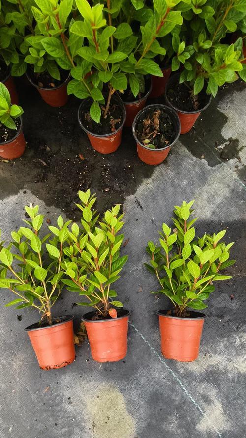 灰白色花的含义是什么？灰白色花象征着什么？