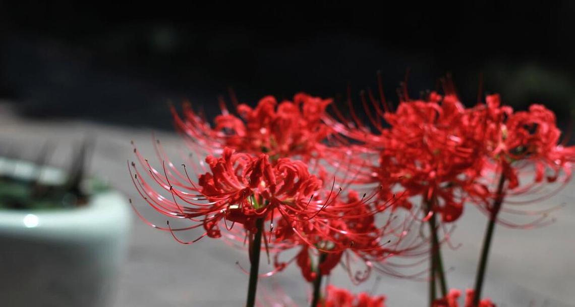 在佛教中红色花有何寓意？